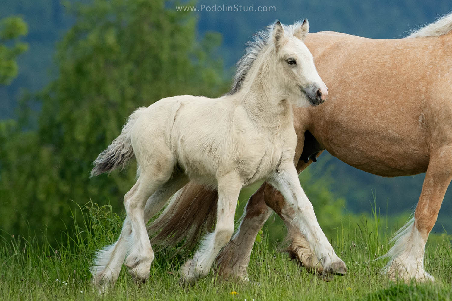 Exceptional Buckskin Filly
